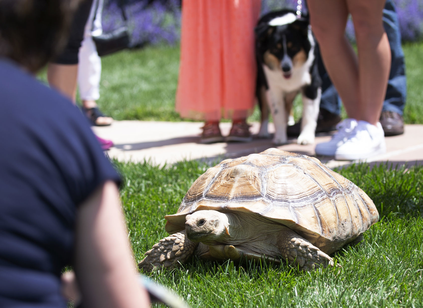 Animal Blessing at First-Plymouth Congregational Church, 6.2